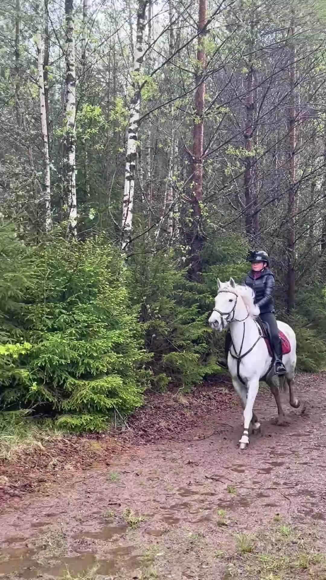 Allround hästar till salu: Bowie söker sin nya bästa vän  - Video 2