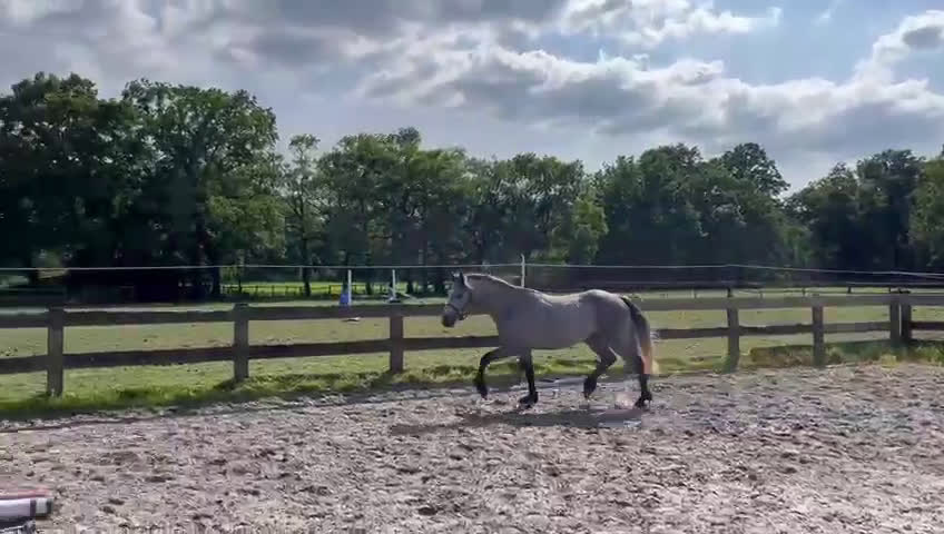 Hoppning hästar till salu: 3YO CONNEMARA – ELITE JUMPING PROSPECT i Ljungby - Video 1