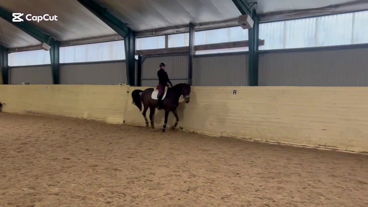 Dressyr hästar till salu: Bästa vän till träning eller tävling  i Kode - Video 2