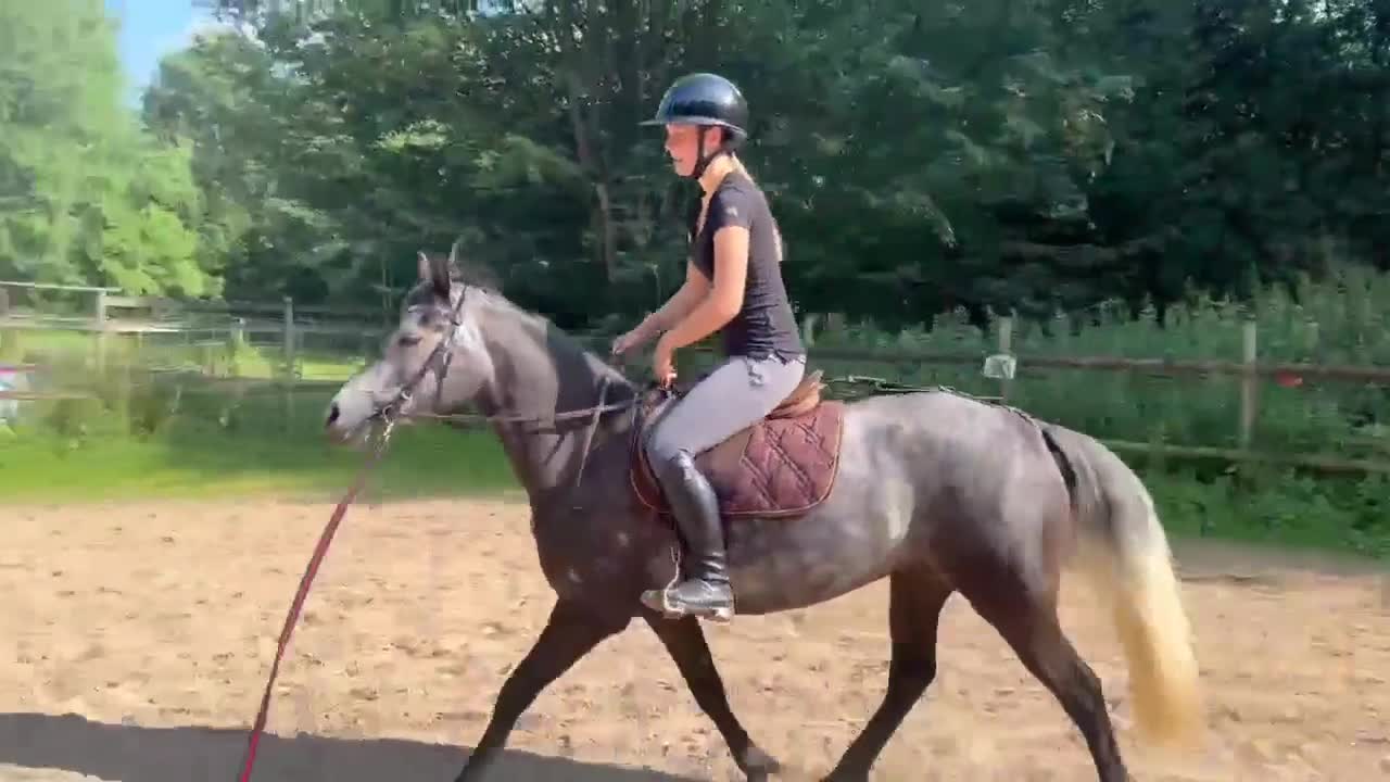 Allround hästar till salu: Trevlig ponny - Video 2
