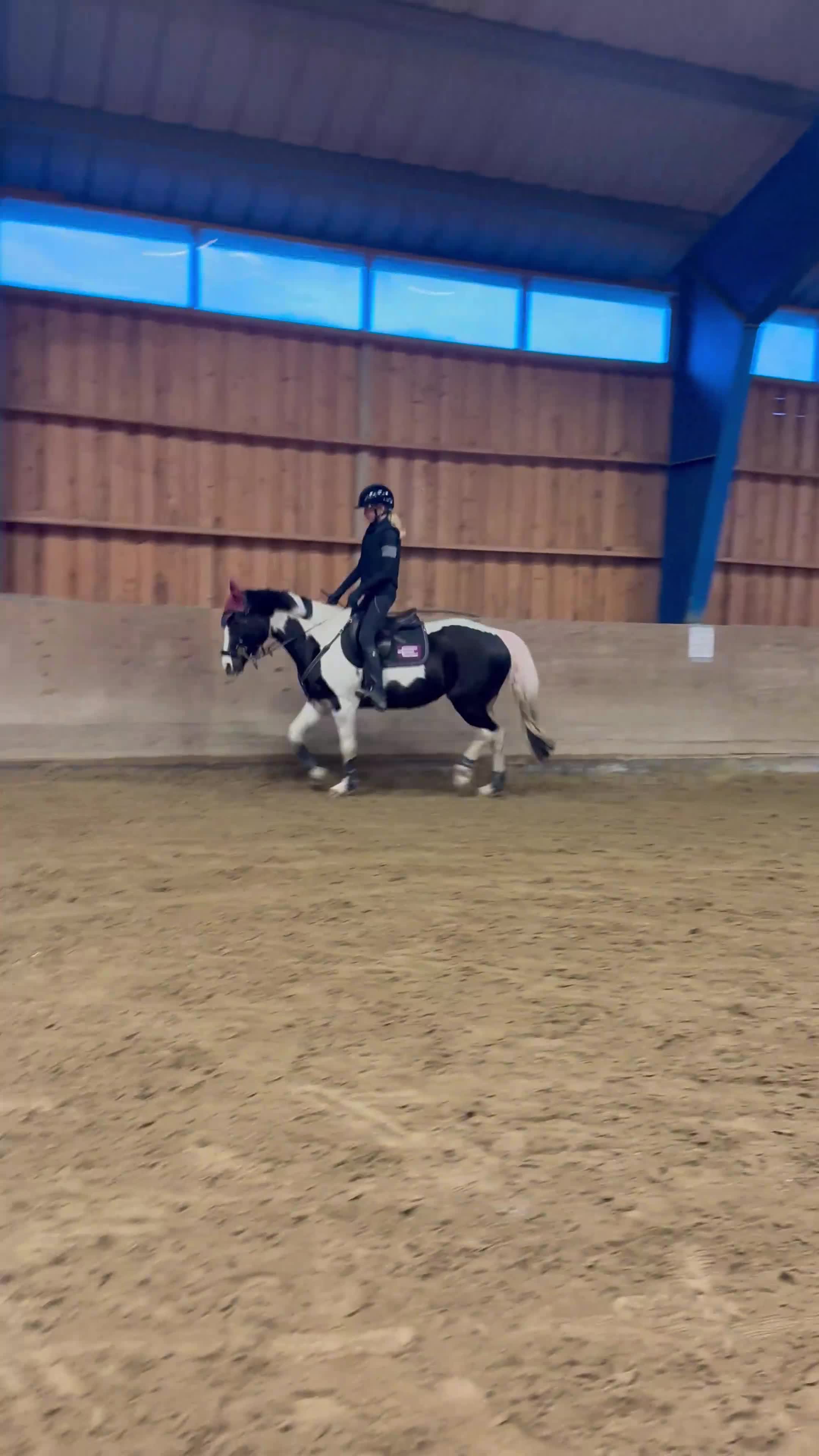 Hoppning hästar till salu: Bästa vän och stjärna ⭐️  - Video 2