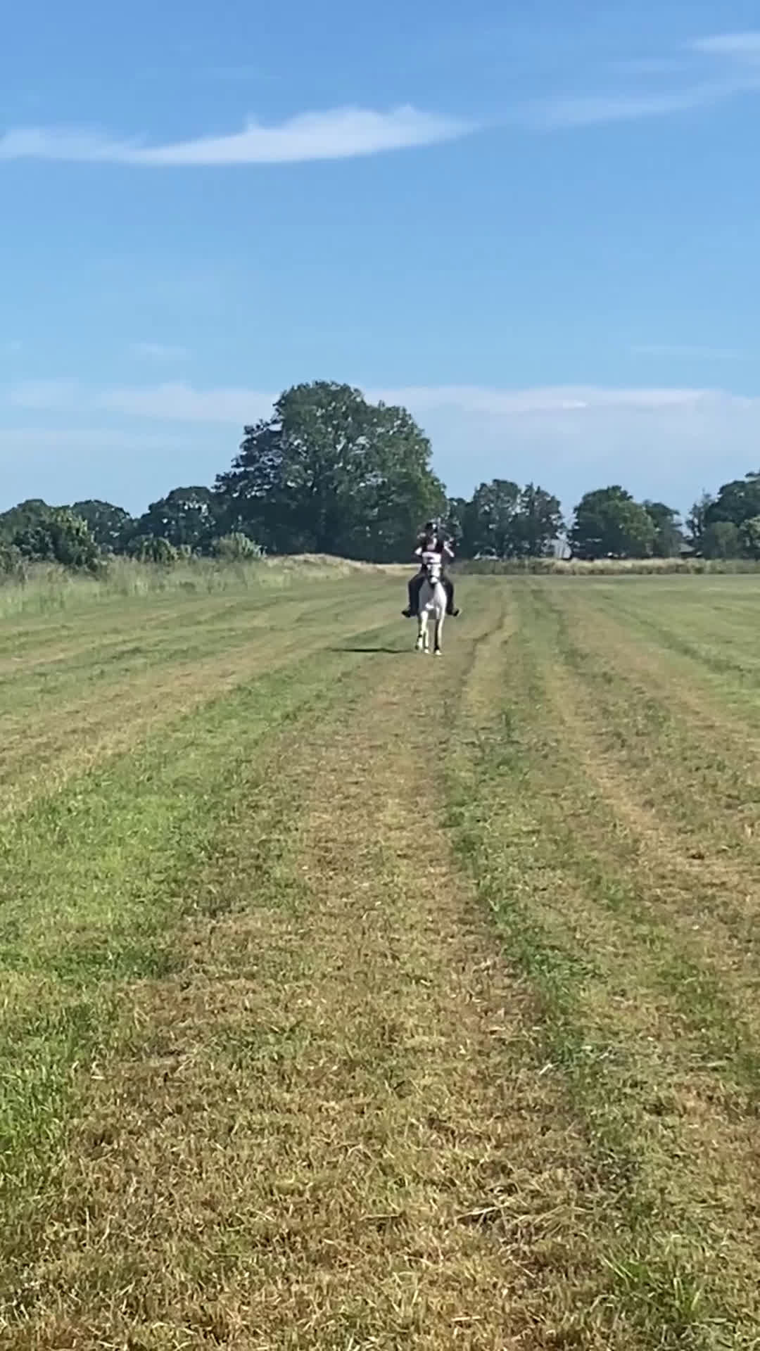 Allround hästar till salu: Läromästare/sällskapshäst i Hagby - Video 2