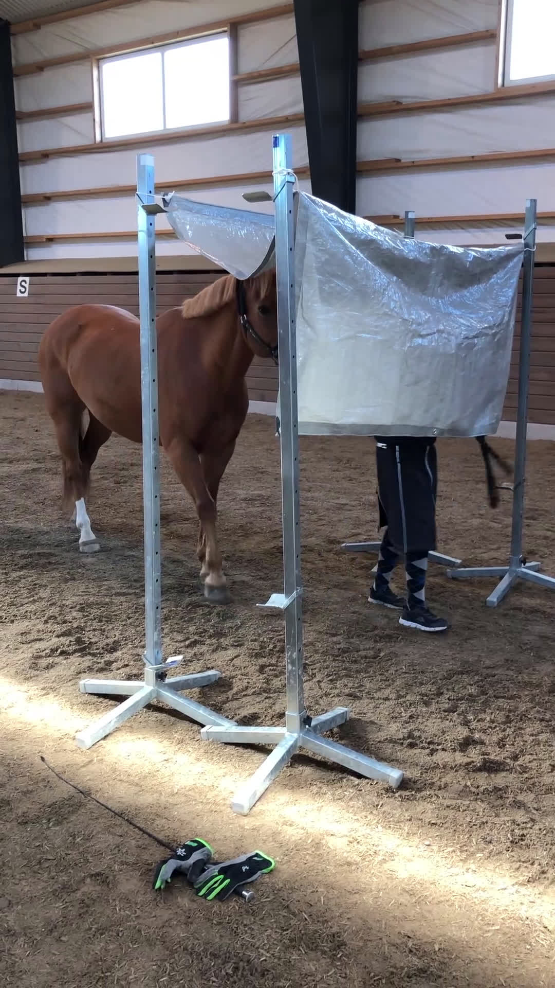 Allround hästar till salu: Guldponny till salu i Vällingby - Video 1