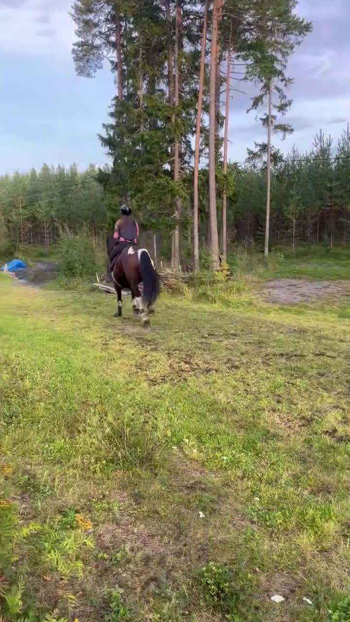 Hoppning hästar till salu: D-ponny söker nytt kärleksfullt hem i Alsen - Video 3