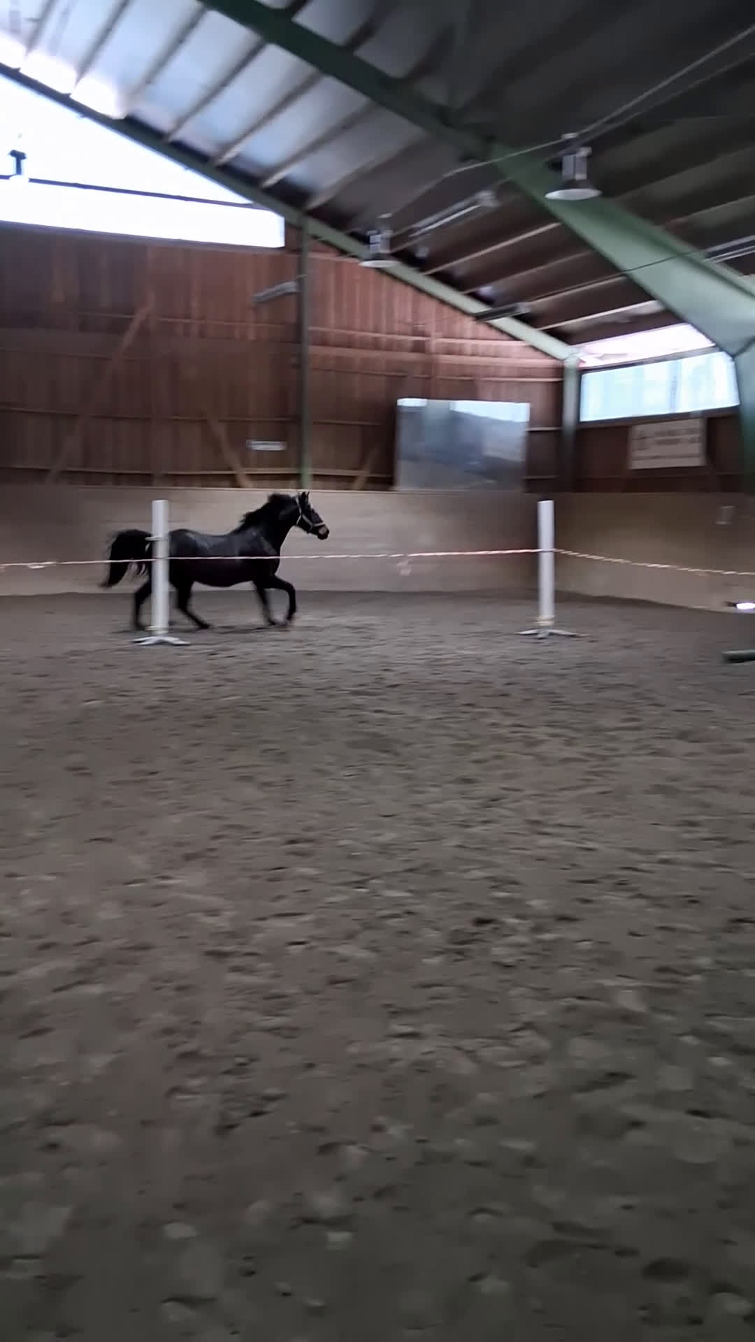 Allround hästar till salu: En fantastiskt vänlig kille - Lättare projekt - Video 1