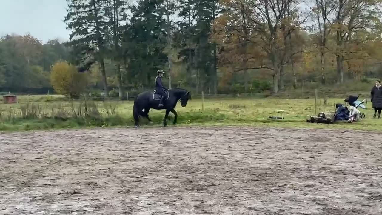 Allround hästar till salu: Sportponny för samtliga discipliner 🐴  - Video 3