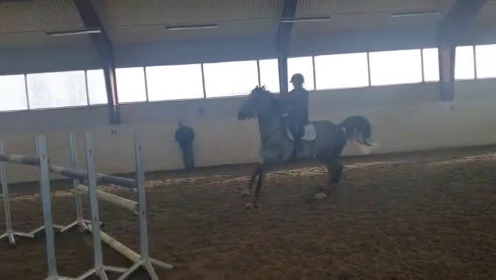 Hoppning hästar till salu: Fantastisk tävlingshäst  - Video 4