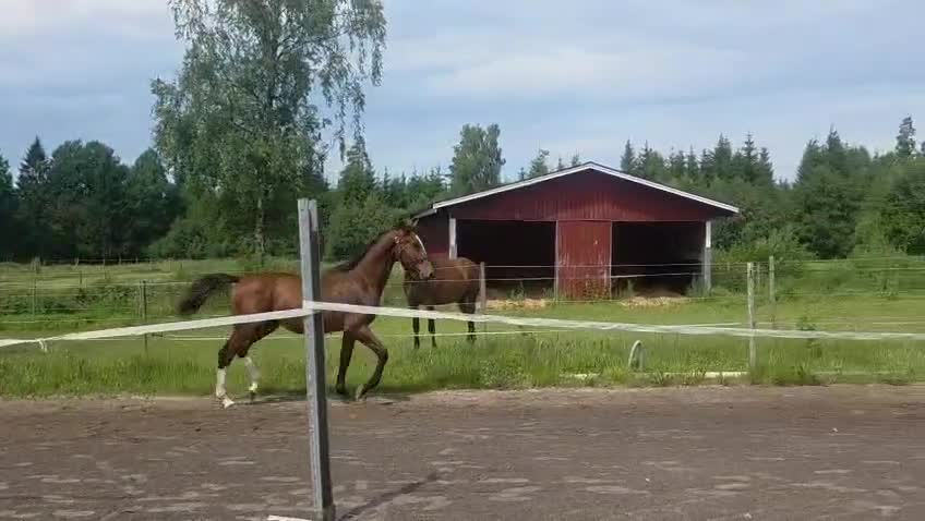 Hoppning hästar till salu: Snygg 1 åring  - Video 1