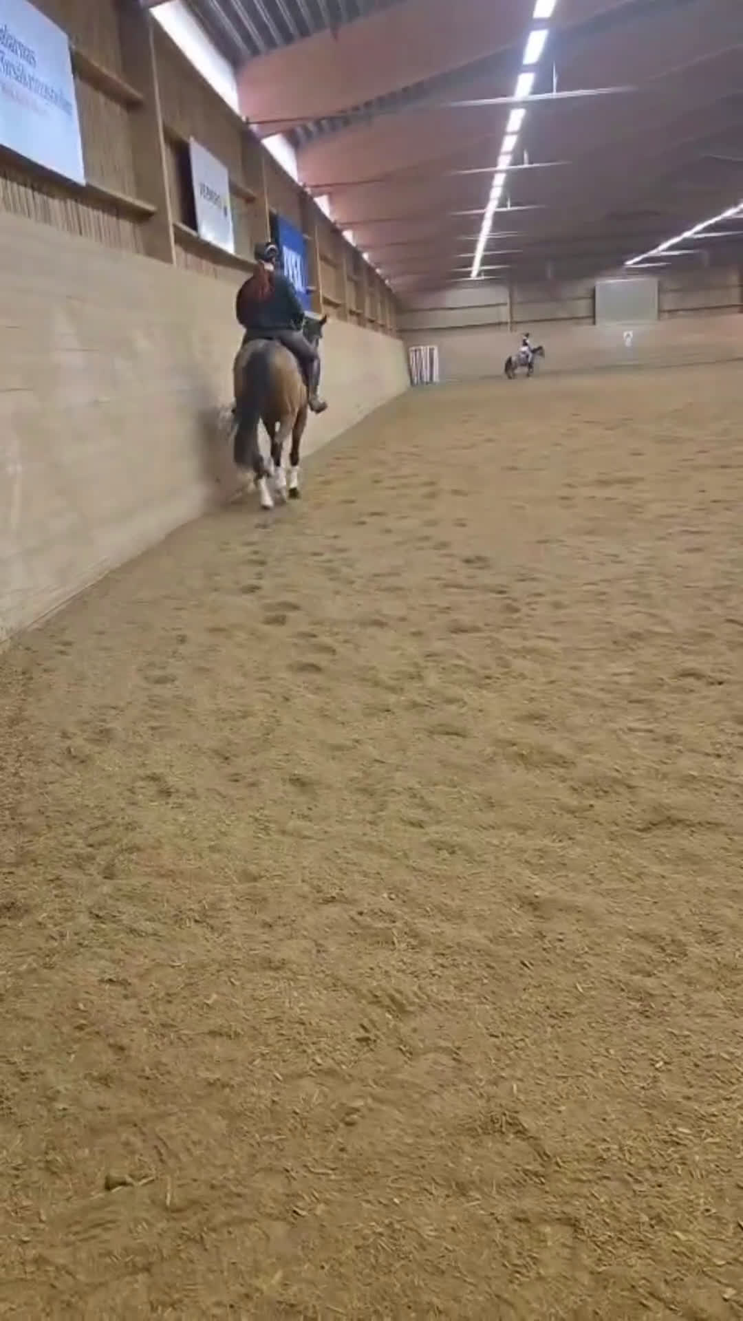 Allround hästar till salu: ✨Vacker och positiv fullblodsvalack säljes✨ i Söderbärke - Video 3