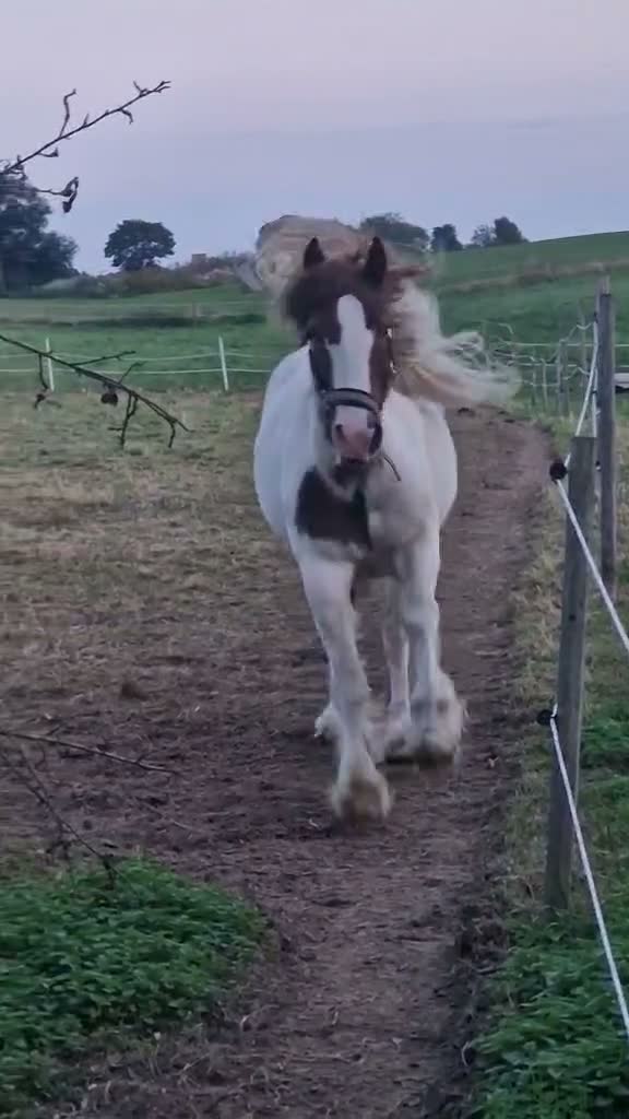 Allround hästar till salu: Riktig blickfångare till ridning & Avel!😍 - Video 1
