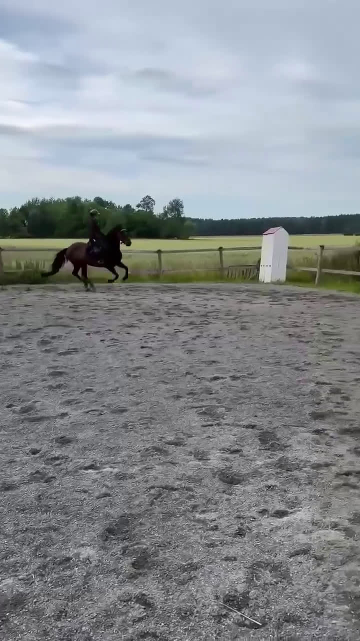 Hoppning hästar till salu: En prinsessa! (NEDSATT PRIS från 140,000:- )) i Strömsholm - Video 2