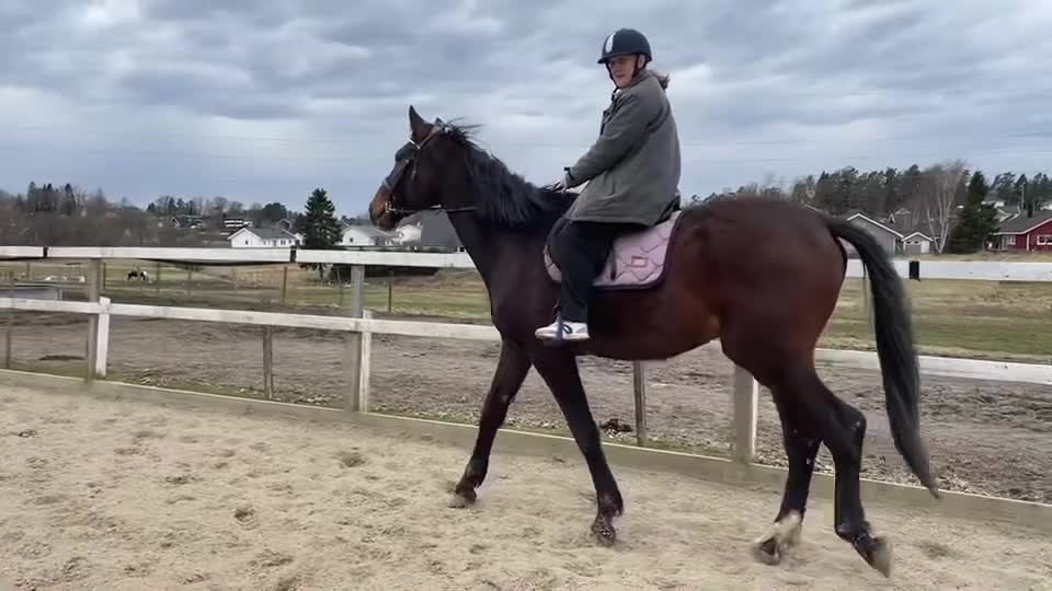  foderhäst finnes: 3-årig valack e. So Perfect  - Video 2