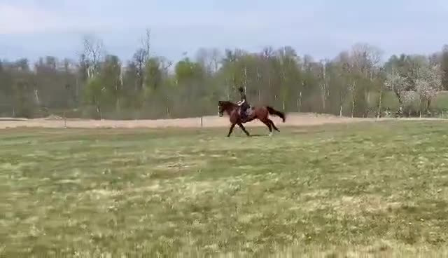 Allround hästar till salu: Gentleman som blir vad du gör honom  i Fagerhult - Video 2