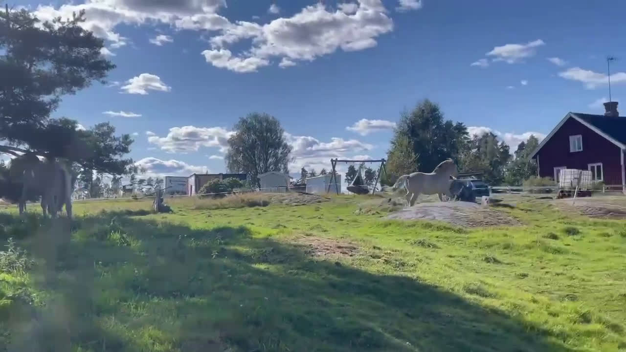 Allround hästar till salu: 2 ettårshingstar i Sollebrunn - Video 1