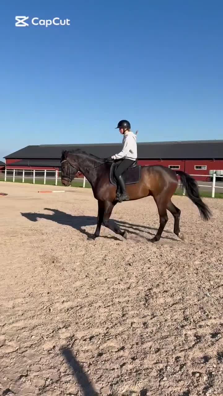 Allround hästar till salu: Social och personlig valack letar nytt hem⭐️ - Video 1