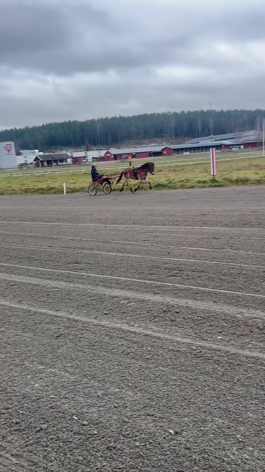 Trav hästar till salu: Superlovande gotlandsruss med travstam! i Mangskog - Video 1