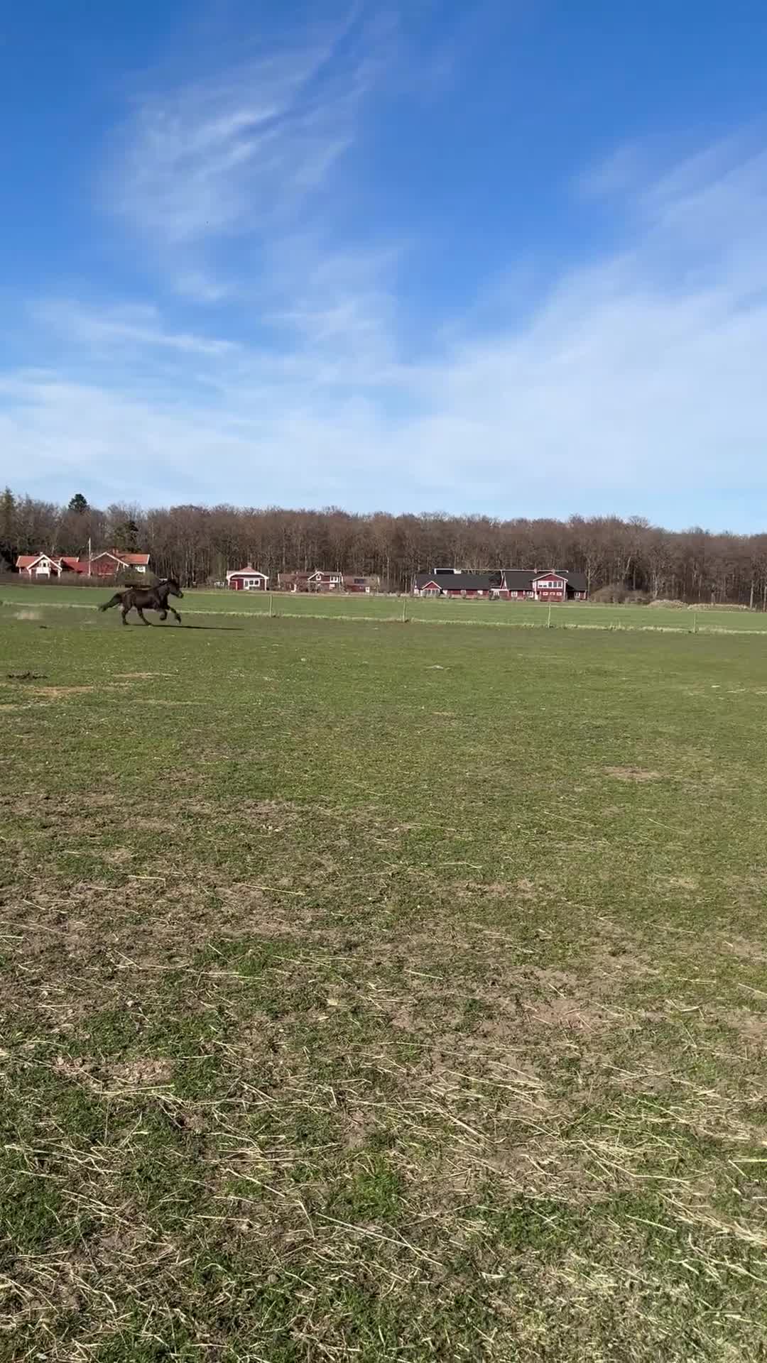 Sällskap hästar till salu: Intressekoll vår fina Sota - Video 1