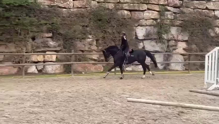 Hoppning hästar till salu: Svart drömhäst - Baloubet du Rouet - Video 2