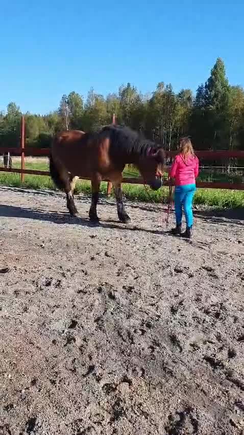 Allround hästar till salu: Trevligt sto till salu i Kopparberg - Video 1