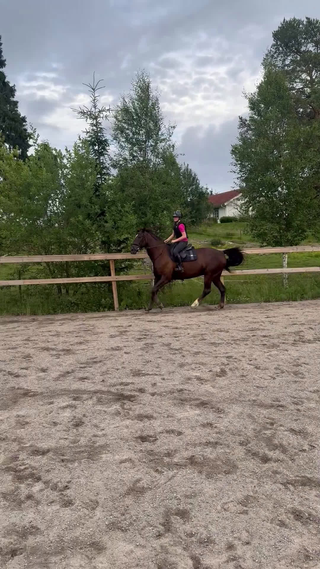 Allround hästar till salu: Positiv och social 8-åring - Video 2