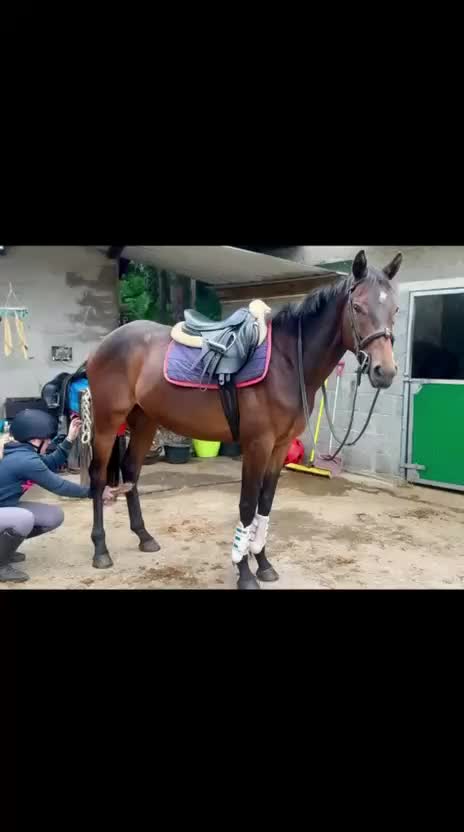 Allround hästar till salu: Beautiful Irish Thoroughbred - Video 1