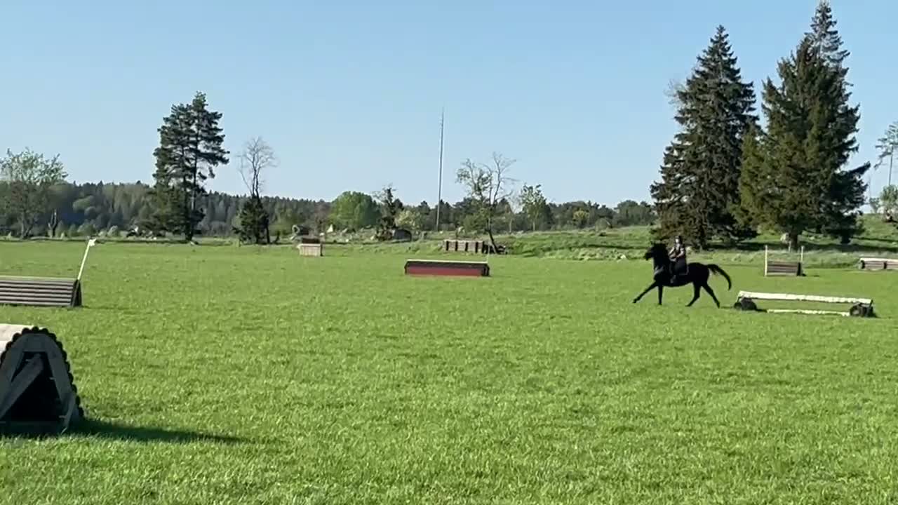 Allround hästar till salu: Snygg och personlig häst för träning och tävling  i Ekerö - Video 4