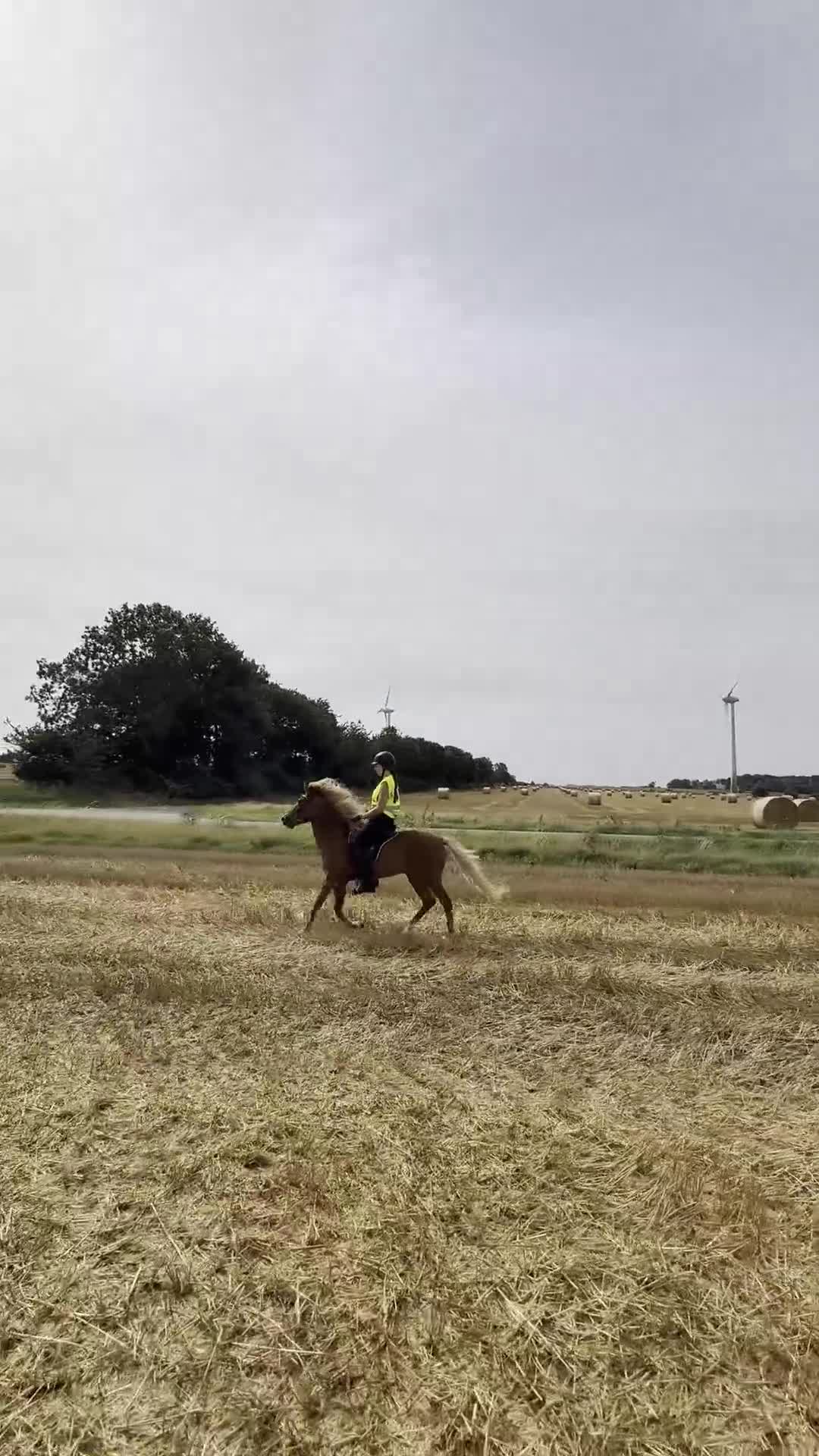 Island hästar till salu: Schysst femårigt sto med stor potential - Video 2