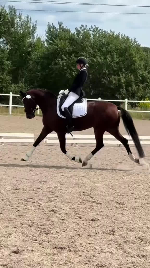 Dressyr hästar till salu: 🌟Superfin dressyr ponny 🌟 i Ekerö - Video 1