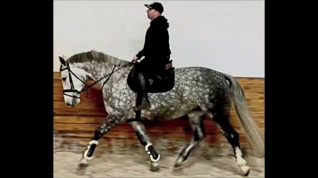 Allround hästar till salu: Incredible looking Allrounder for New Year - Video 1