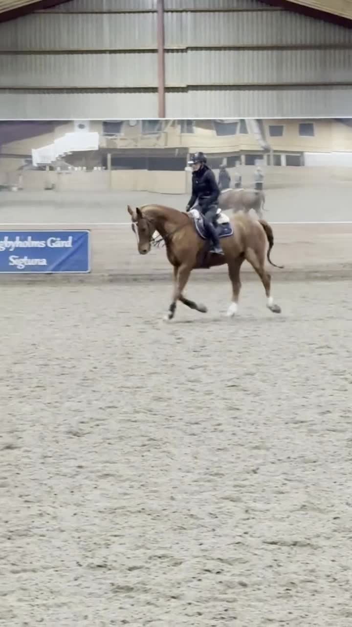 Allround hästar till salu: ⭐️ Trygg valack med power för hoppning ⭐️ - Video 2