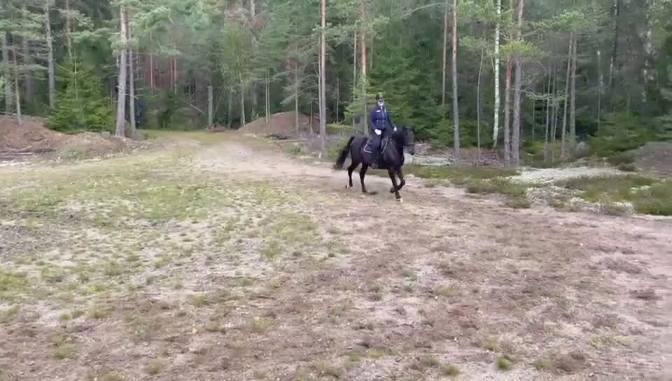 Sällskap hästar till salu: Världens mysigaste farbror söker nytt hem i Stavsjö - Video 2
