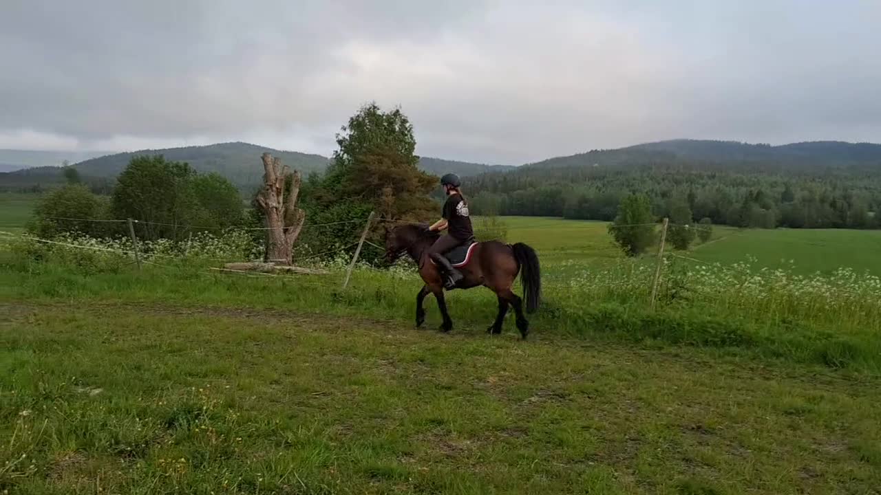 Allround hästar till salu: Drömponny allround delux - Video 2