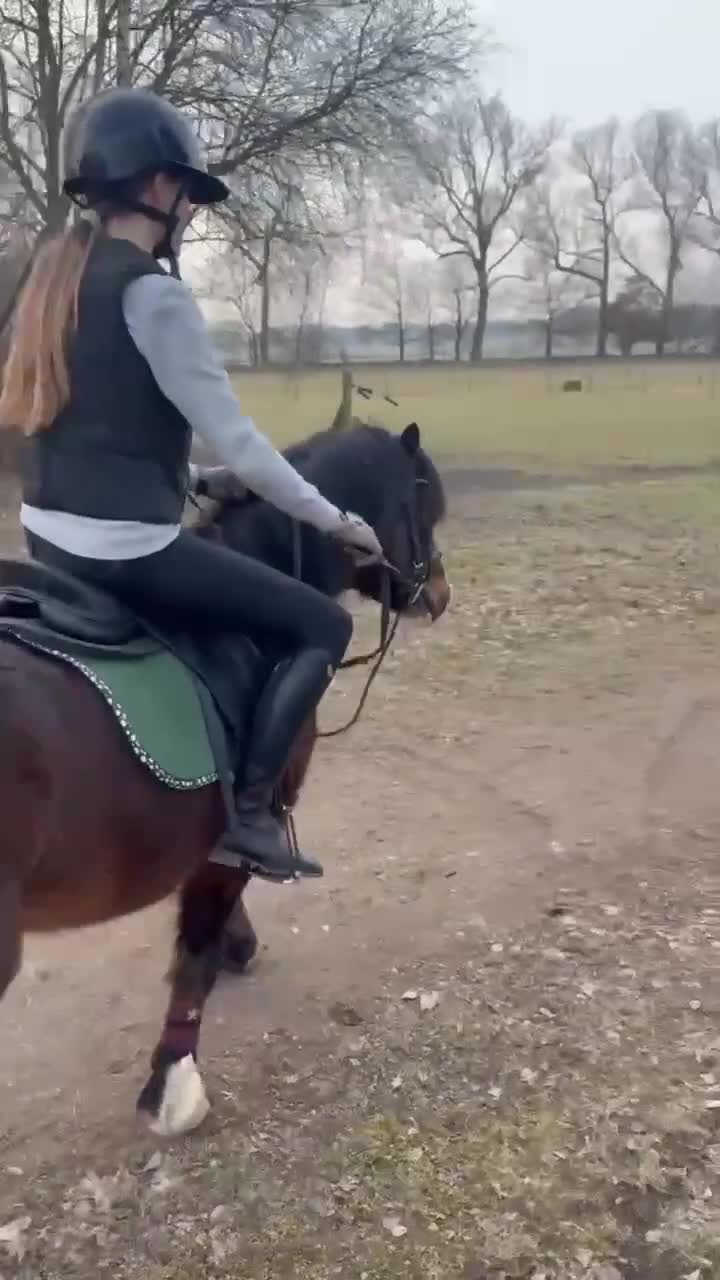 Allround hästar till salu: Ponny med kapacitet och utstrålning - Video 3