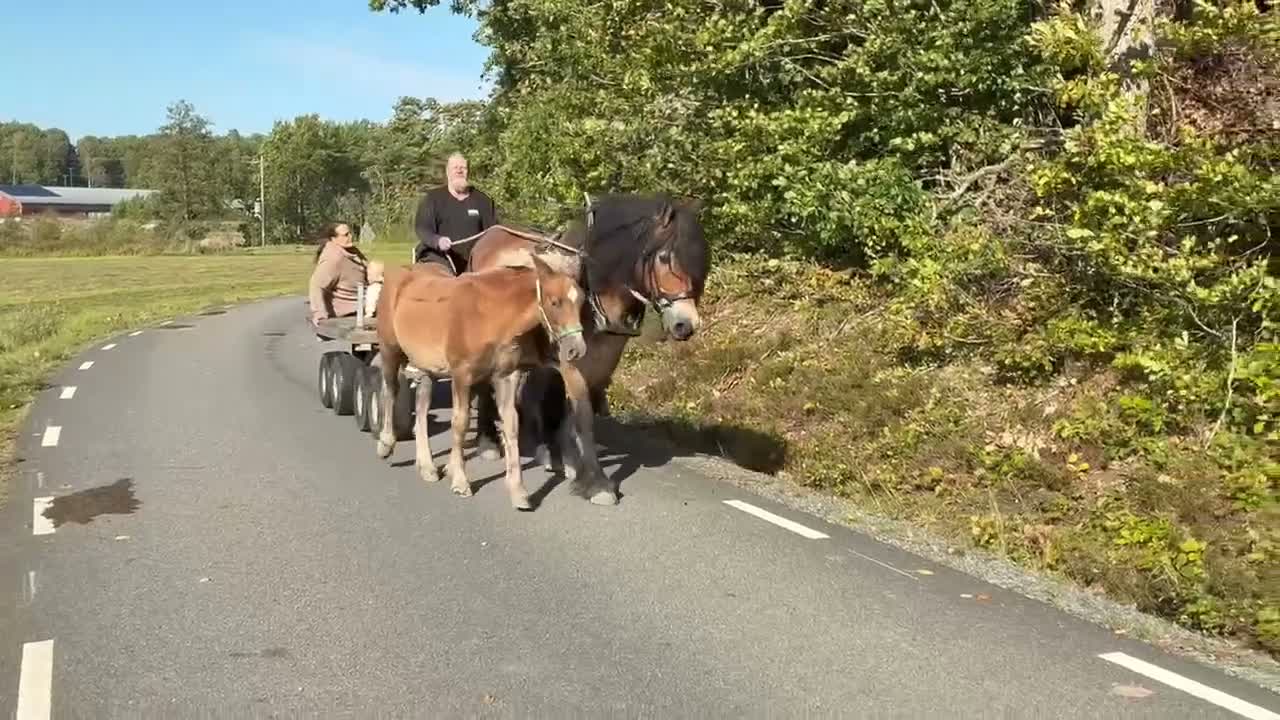 Allround hästar till salu: Lasseman! Nordsvensk brukshäst av lättare modell  - Video 1