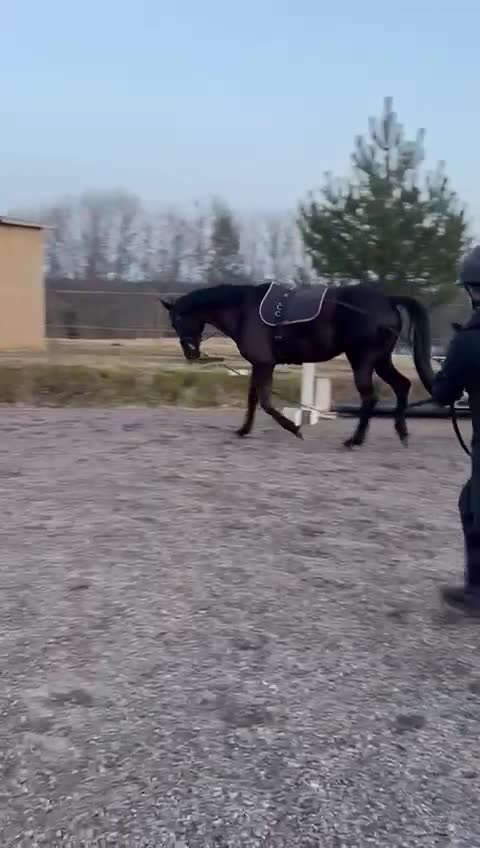 Allround hästar till salu: Vacker dressyrstammad hobbyhäst - Video 3