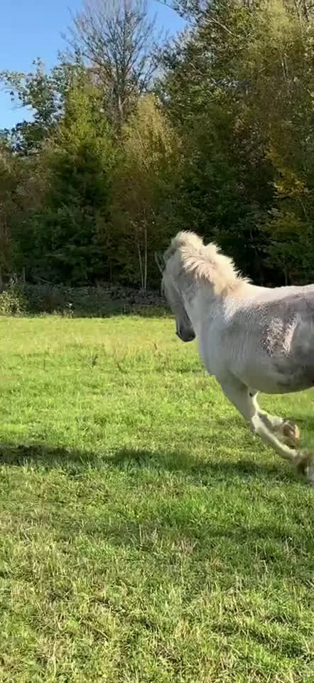 Allround hästar till salu: PRE / American curly i Fågelmara - Video 1