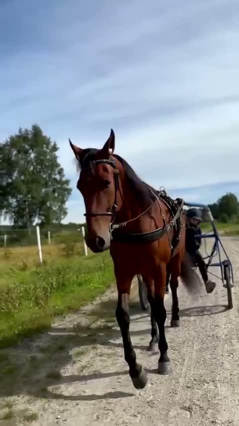 Trav hästar till salu: Snäll valack söker nytt hem - Video 2