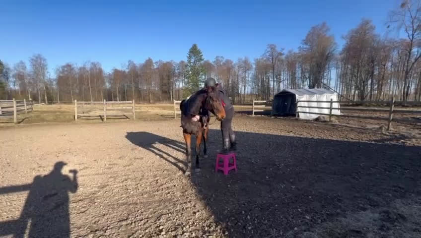 Allround hästar till salu: Sto med mycket personlighet! - Video 1