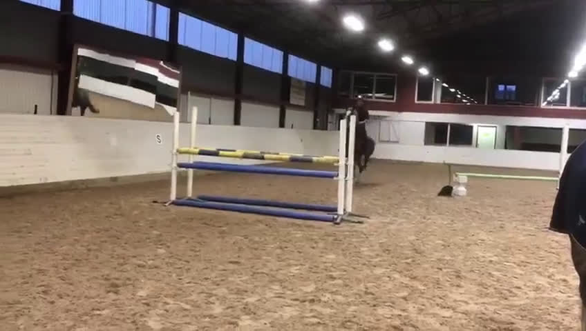 Allround hästar till salu: Trevlig valack  i Kristianstad - Video 1