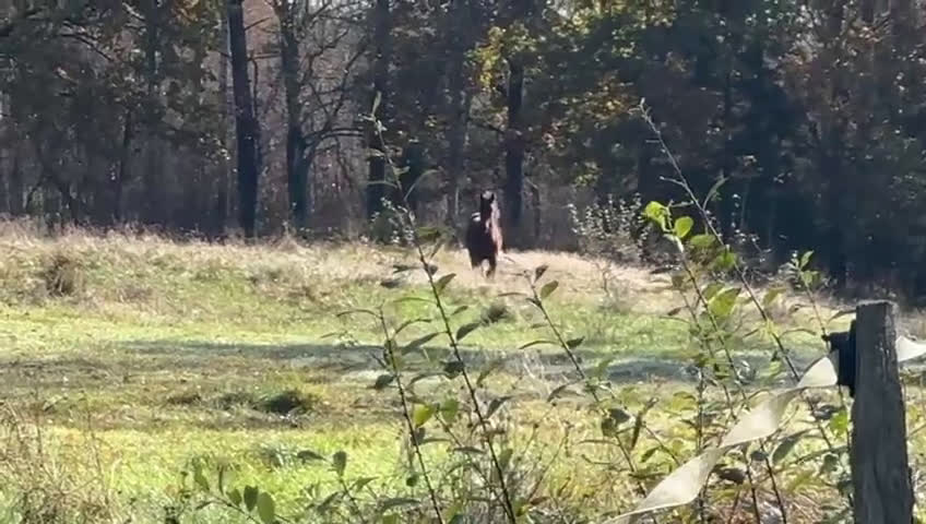 Hoppning hästar till salu: Fantastic Colt for Sale – by Hardrock Z x Indoctro i Ullared - Video 3