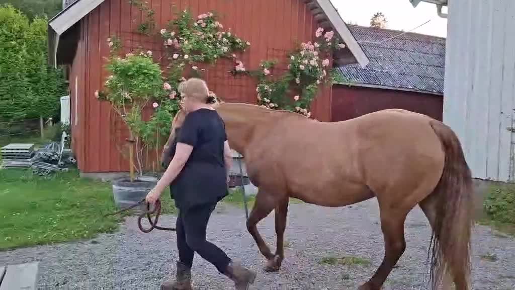 Avelshästar hästar till salu: Quarter sto - Video 2