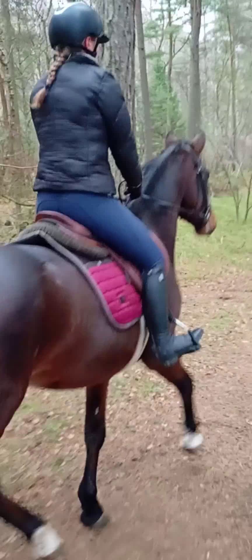 Dressyr hästar till salu: Dressyr val som hoppar bra 🌸 fälttävlan? i Tomelilla - Video 4