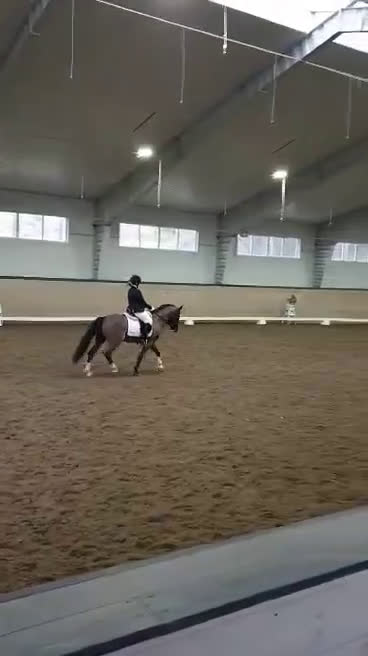 Dressyr hästar till salu: Läromästare för den rutinerade  i Gnesta - Video 2