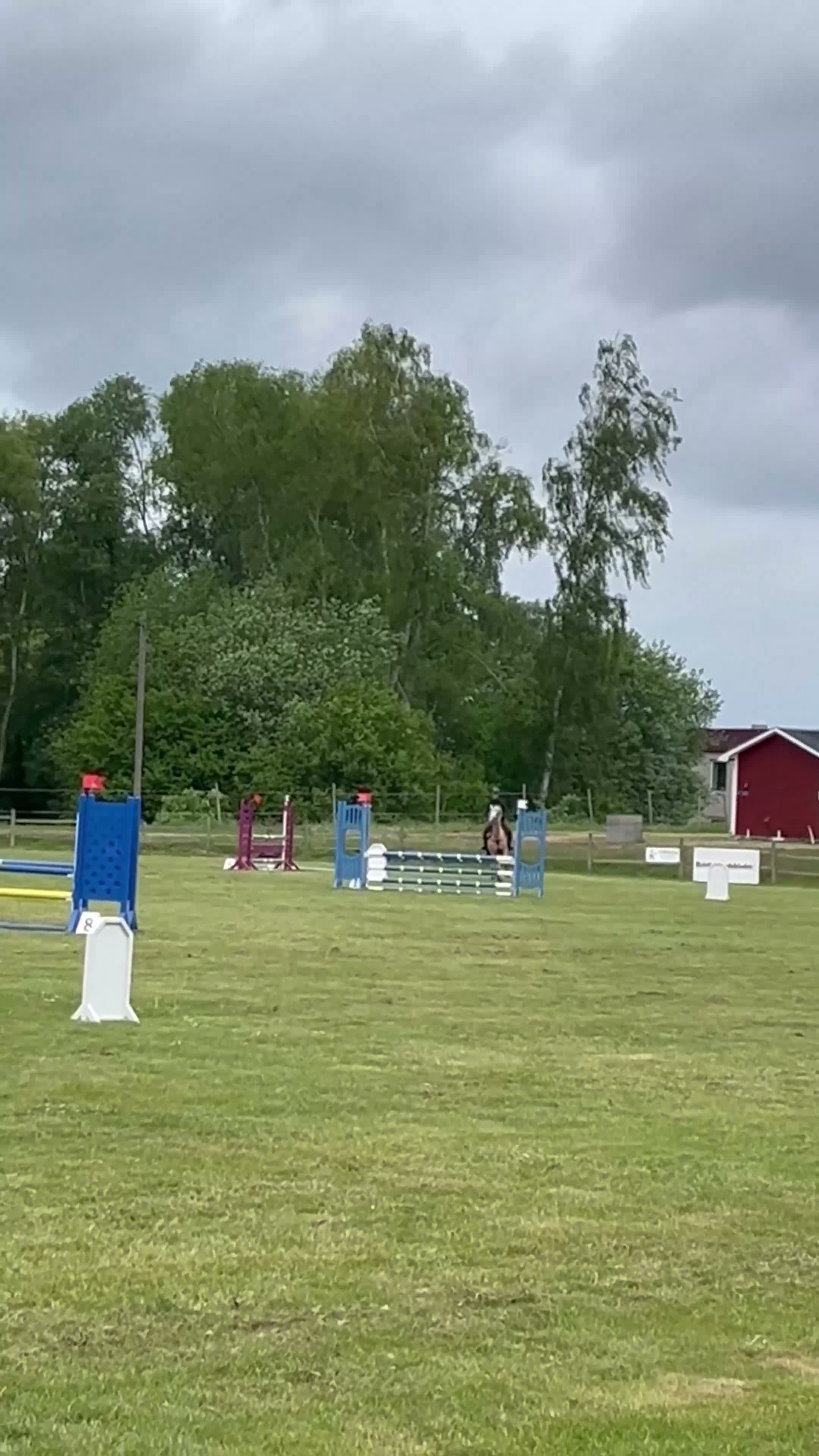 Hoppning hästar till salu: Fantastisk C-ponny med stor hoppförmåga - Video 3