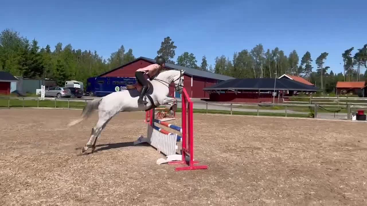 Hoppning hästar till salu: Trevligt sto  - Video 1