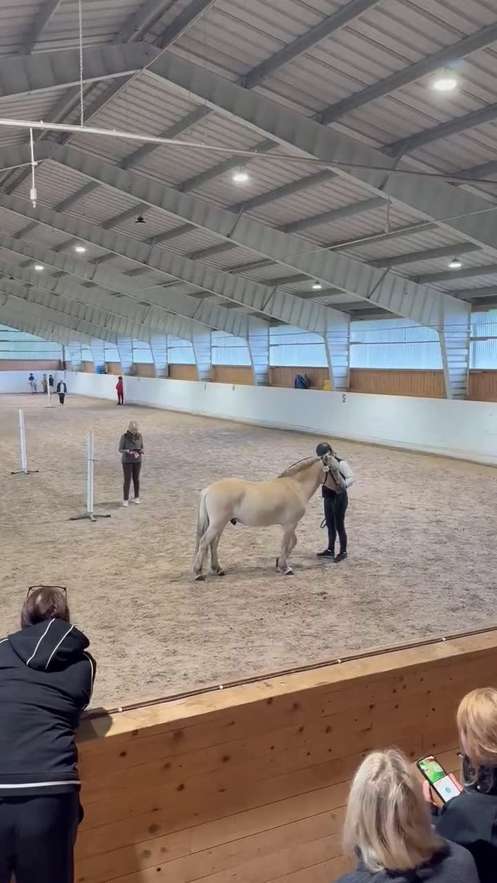 Allround hästar till salu: Underbar 3 års valack  i Finspång - Video 4