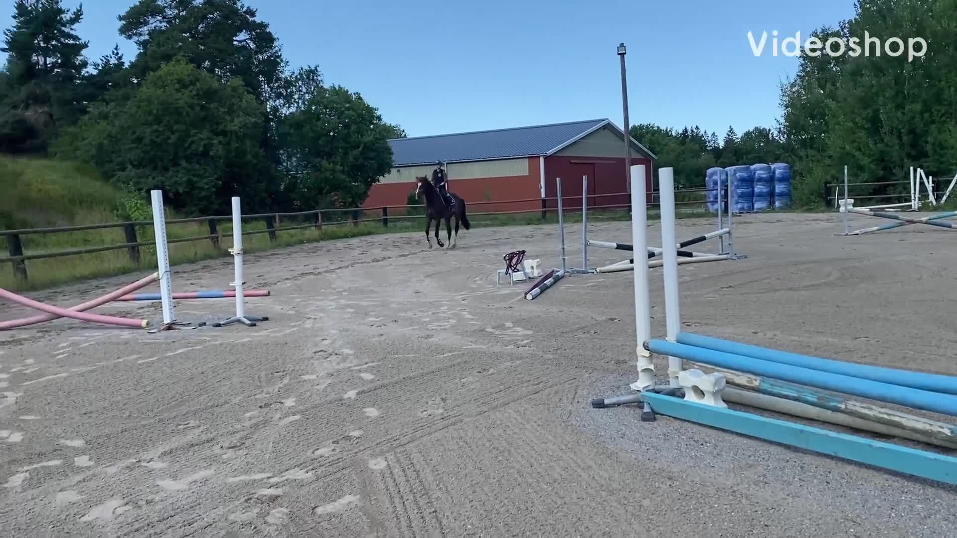 Hoppning hästar till salu: Snygg och cool 4åring med superbra psyke! - Video 4