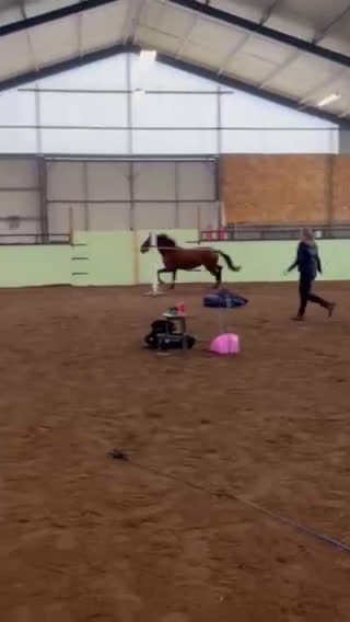 Allround hästar till salu: Riktig charmör som älskar livet. i Hässleholm - Video 3