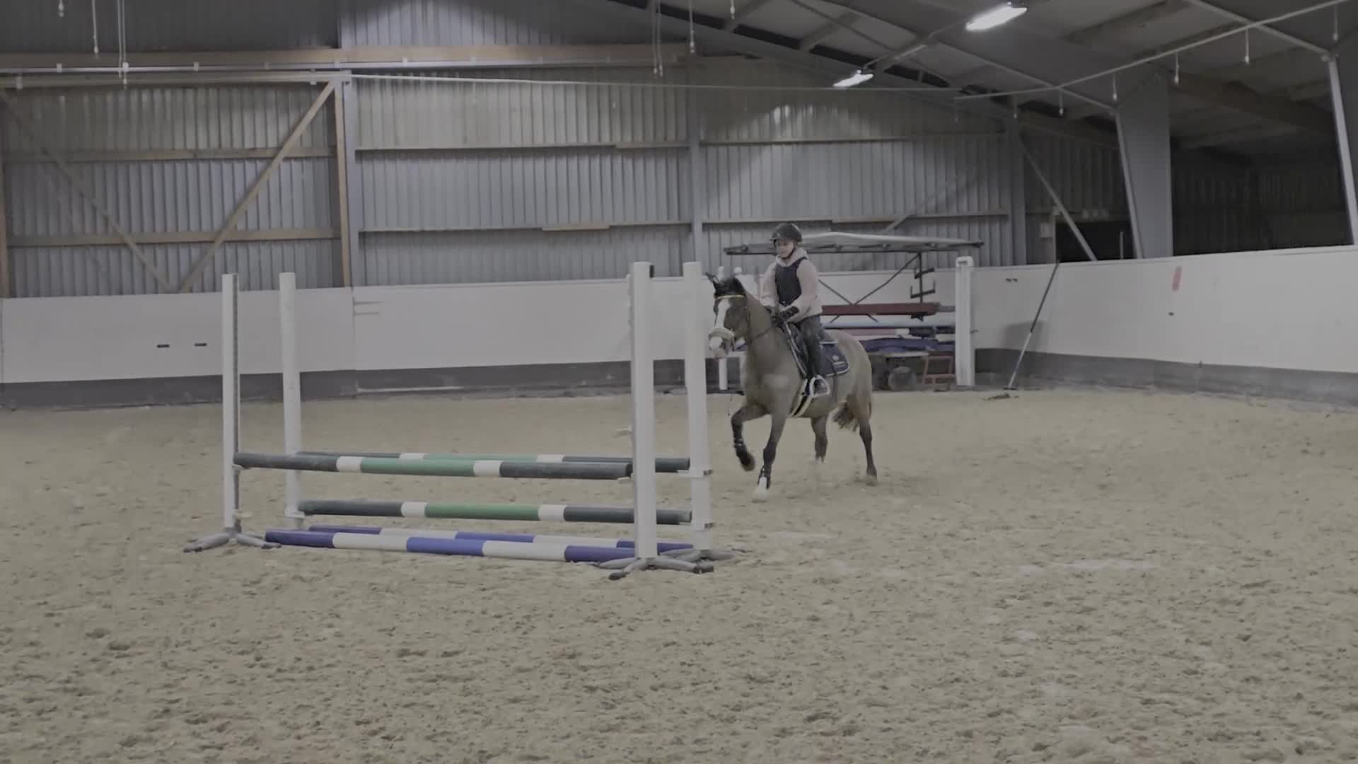 Dressyr hästar till salu: Snygg allround/dressyrponny - Video 2