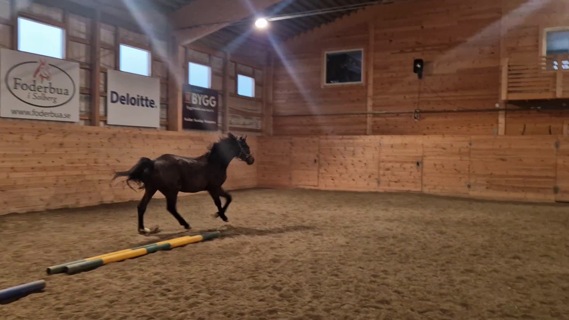 Dressyr hästar till salu: Snygg 2årig valack i Orrviken - Video 1